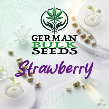 Strawberry feminisierte Hanfsamen – German Bulk Seeds