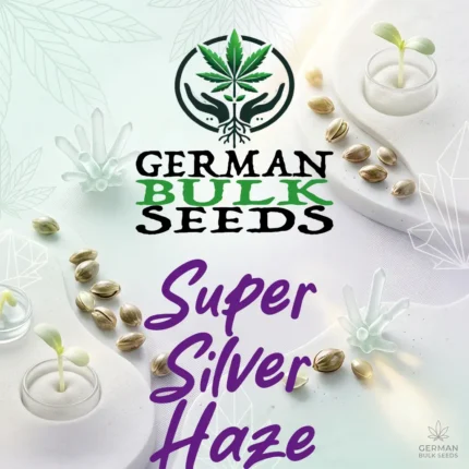 Super Silver Haze feminisierte Samen – German Bulk Seeds