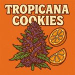 Tropicana Cookies vereint intensives Orangenaroma mit kräftigen Purple-Tönen. Eine feminisierte Premium-Sorte für fruchtig-exotische Genussmomente.