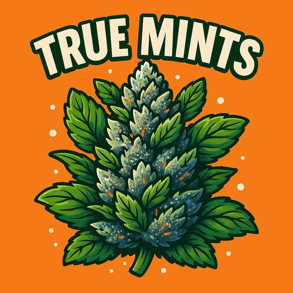 True Mints True Mints feminisierte Cannabis-Samen – frostige Buds mit frischem Minzaroma und hoher Potenz im stylischen Produktdesig