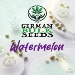 Watermelon feminisierte Hanfsamen – German Bulk Seeds
