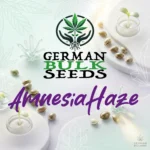 Amnesia Haze feminisierte Samen – German Bulk Seeds