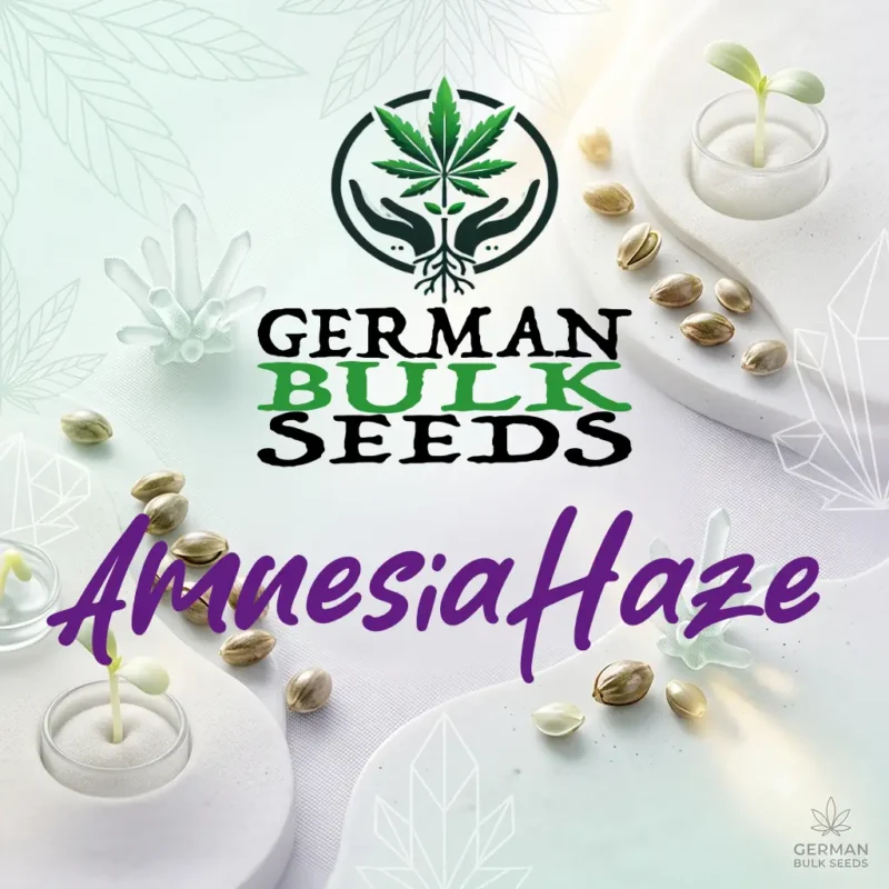Amnesia Haze feminisierte Samen – German Bulk Seeds