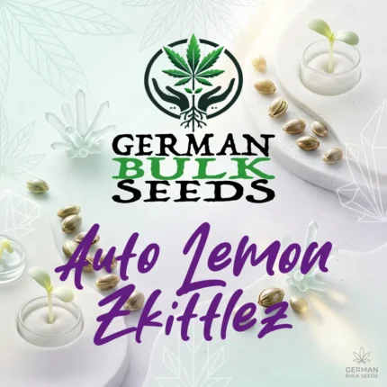 Auto Lemon Zkittlez Autoflowering Cannabis Samen und Keimling von German Bulk Seeds