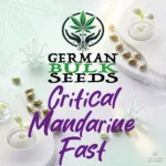 Critical Mandarine Fast feminisierte Hanfsamen – German Bulk Seeds
