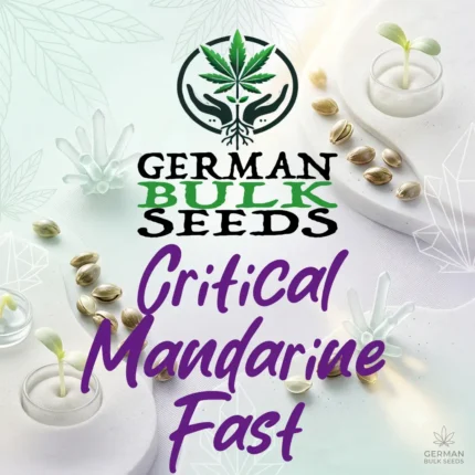 Critical Mandarine Fast feminisierte Hanfsamen – German Bulk Seeds