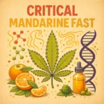 Critical mandarine Fast von German Bulk Seeds