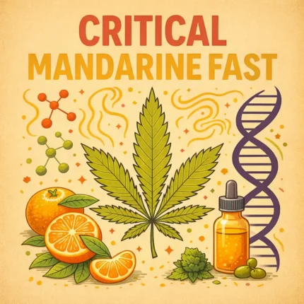 Critical mandarine Fast von German Bulk Seeds