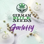 Garlotty feminisierte Hanfsamen – German Bulk Seeds