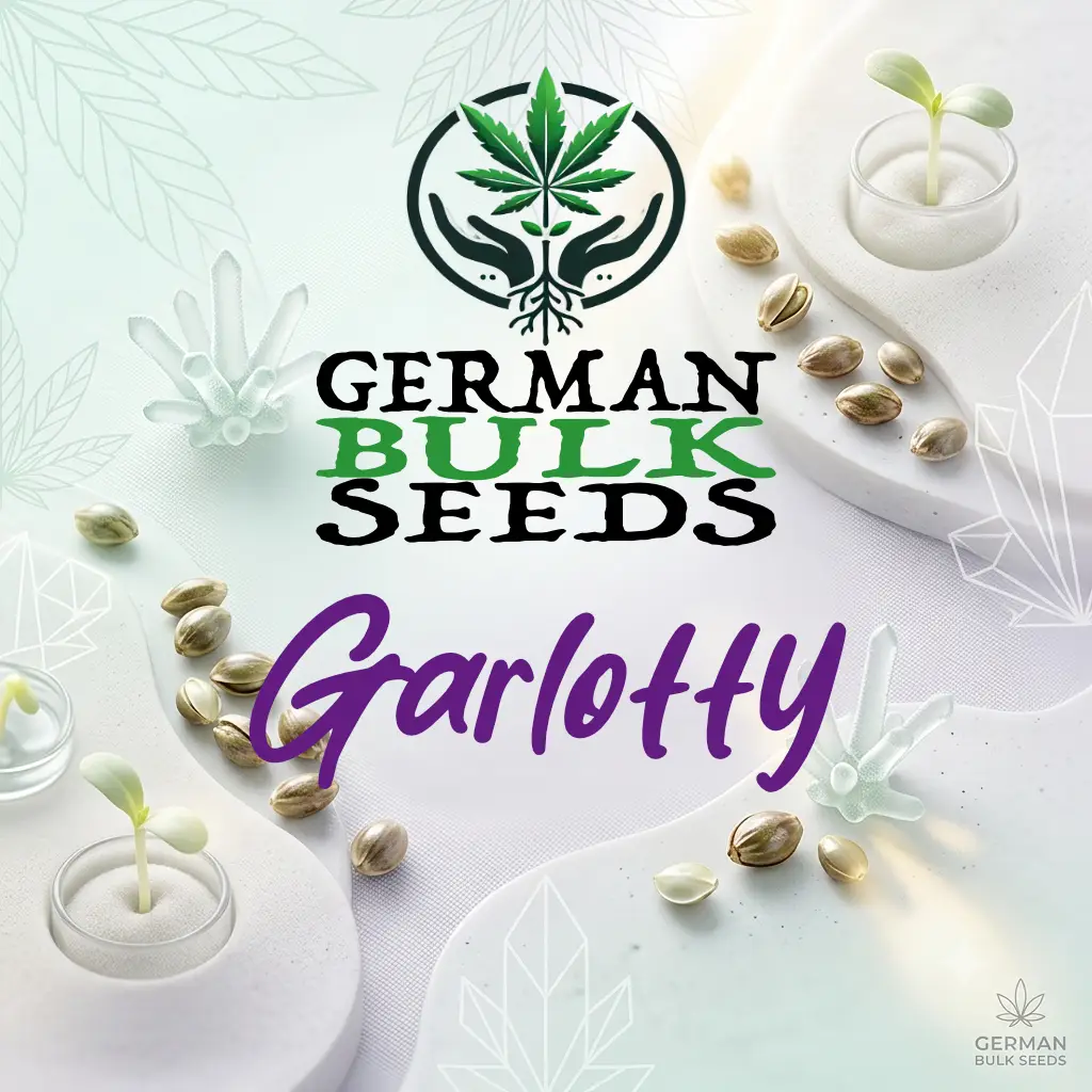 Garlotty Garlotty feminisierte Hanfsamen – German Bulk Seeds