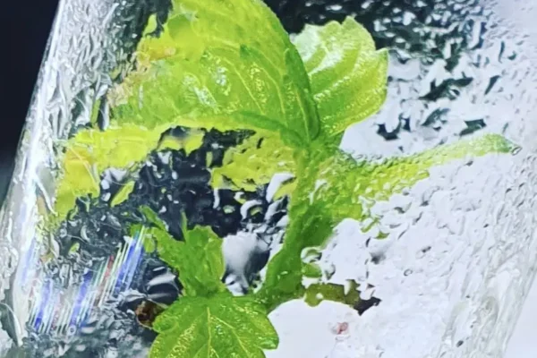 Tissue Culture von Cannabis mit German Bulk Seeds