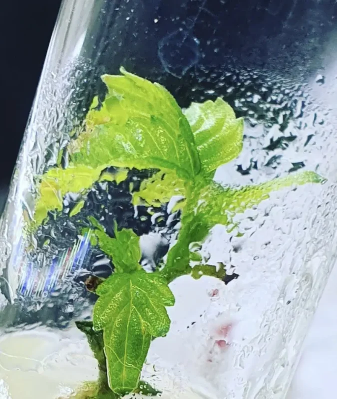 Tissue Culture von Cannabis mit German Bulk Seeds