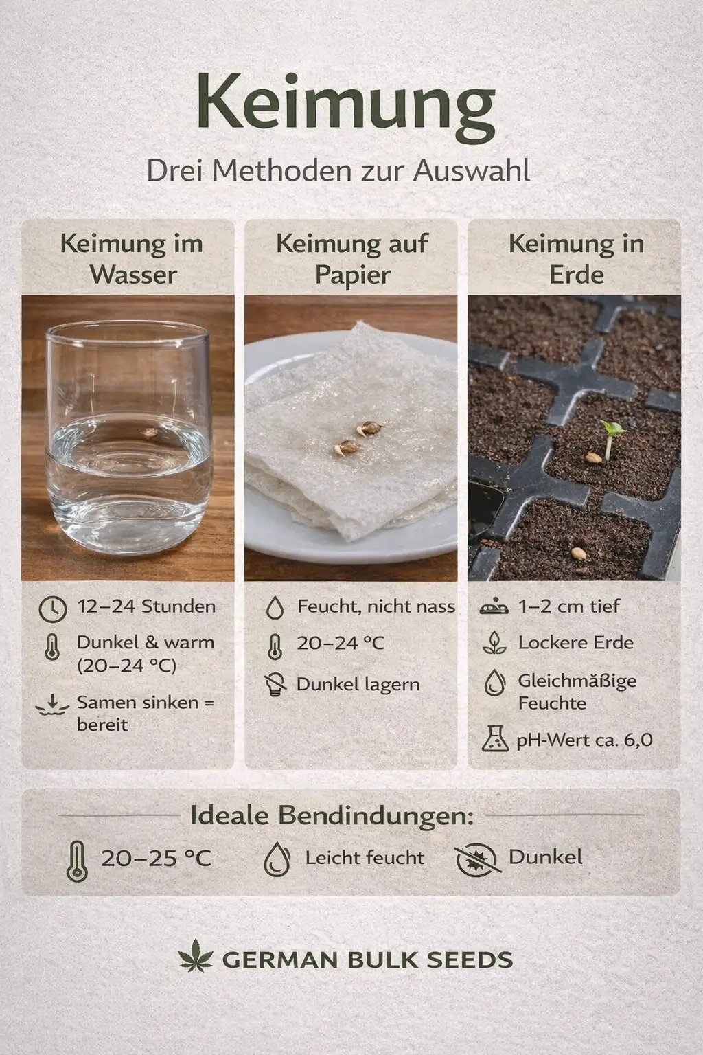 Cannabis Samen keimen - German Bulk Seeds