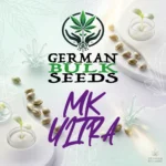 MK Ultra feminisierte Hanfsamen – German Bulk Seeds