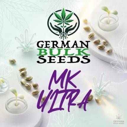 MK Ultra feminisierte Hanfsamen – German Bulk Seeds