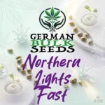 Northern Lights Fast feminisierte Samen – German Bulk Seeds