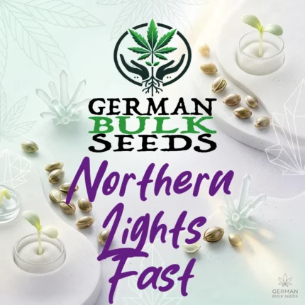 Northern Lights Fast feminisierte Samen – German Bulk Seeds