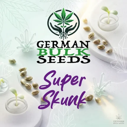 Super Skunk feminisierte Hanfsamen – German Bulk Seeds
