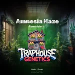 Amnesia Haze – Der OG der Straßenlegenden