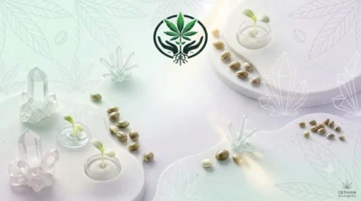 German Bulk Seeds I Cannabis samen aus Deutschland