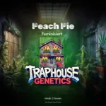 Peach Pie – Süße Frucht, tiefer Cut