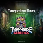 Tangerine Haze – Citrus im Kopf Sonne im Herz