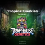 Tropical Cookies – Fast wie Urlaub