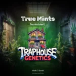 True Mints – Arktisches Gas mit kristallinem Druck
